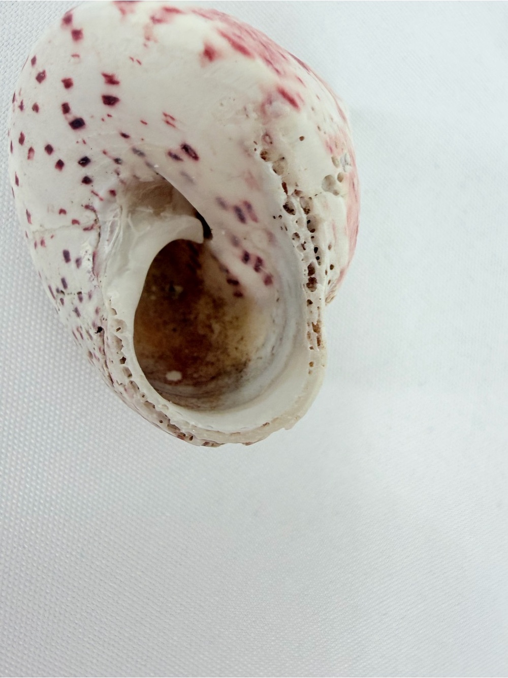Seashell from the ocean - Picture 5 of 6